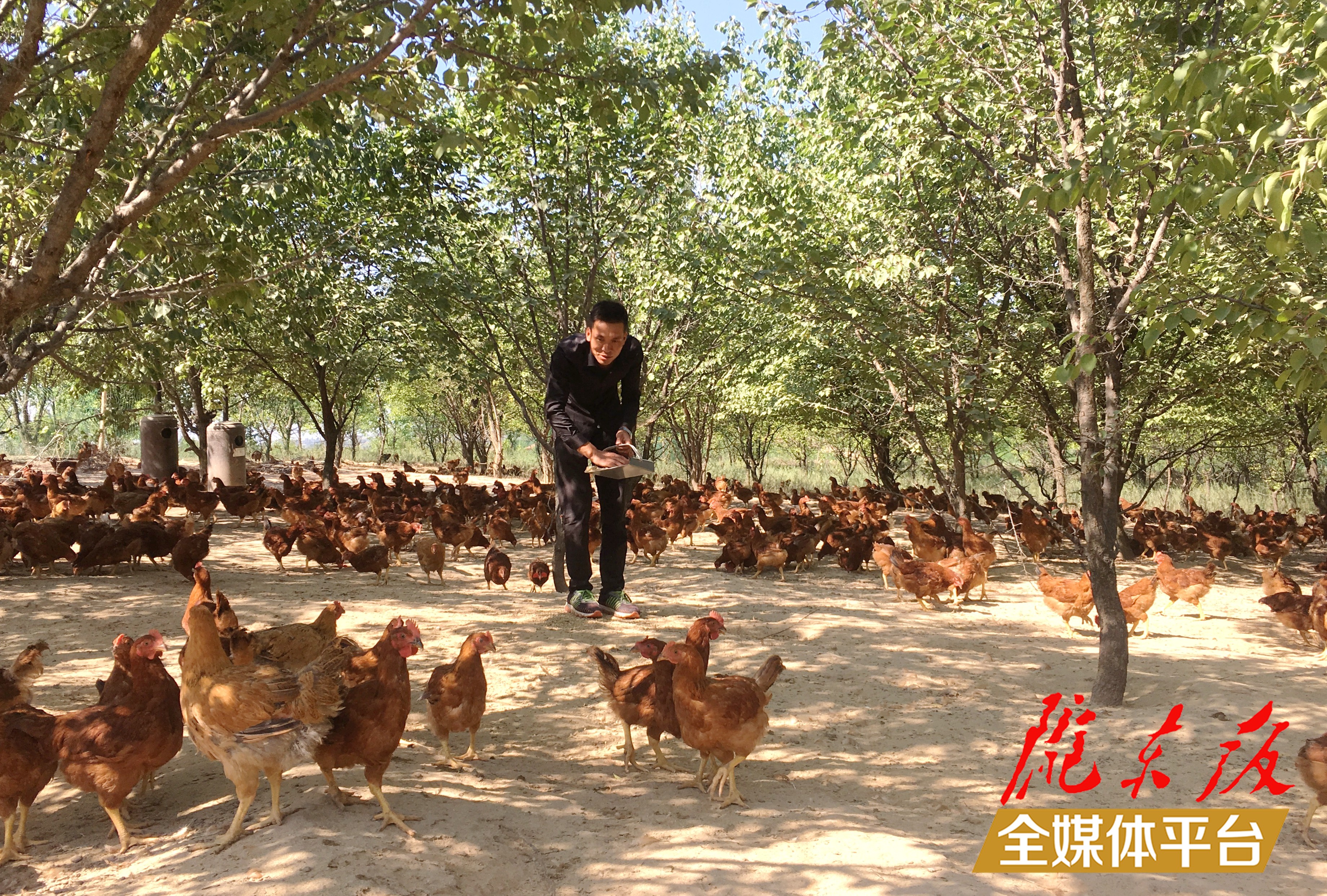 林下生態(tài)雞養(yǎng)殖。 盤小美 攝