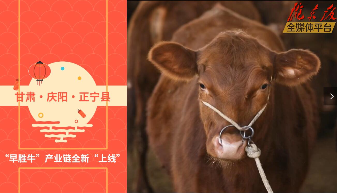【慶陽視頻】目標(biāo)20萬頭！正寧縣打造西北肉牛養(yǎng)殖大縣