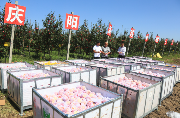 9月20日，慶陽海越農(nóng)業(yè)發(fā)展有限公司早勝基地蘋果喜獲豐收，吸引了外地客商前來采購。圖為客商正在查看果品。特約攝影 李建琪 攝