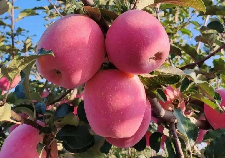 白馬鋪鎮(zhèn)的富士蘋果。