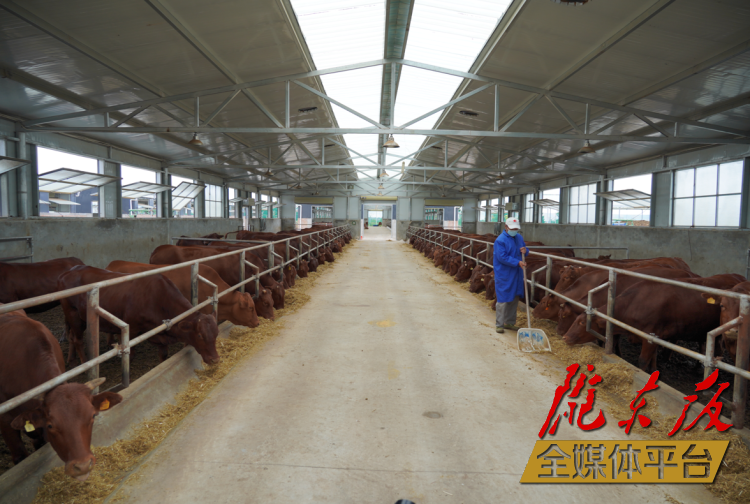 正寧縣正興現(xiàn)代農(nóng)牧千頭早勝牛繁育基地。本報(bào)記者 劉萍凝 攝