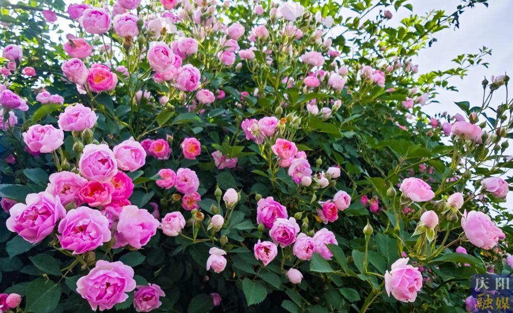 【攝影報道】薔薇花開！邂逅夏日的浪漫