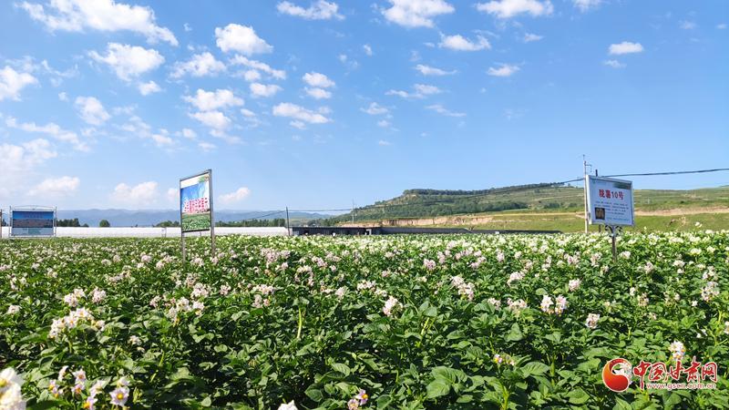 【青春華章·重走西北角】五任所長接力！這顆“隴薯”品種藏著60年的奮斗史