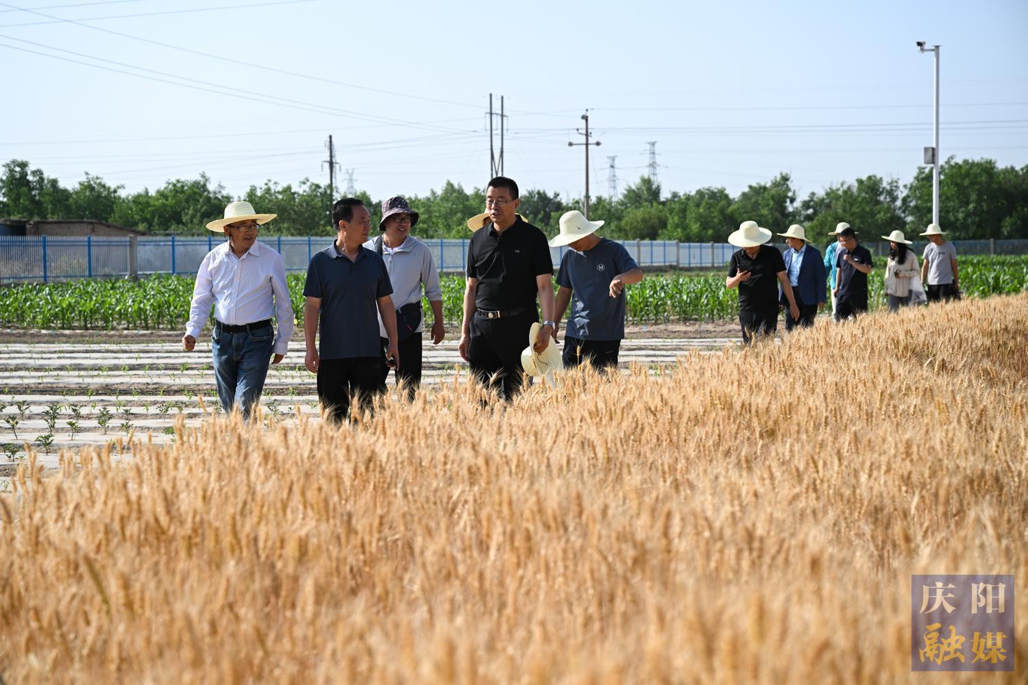 【攝影報(bào)道】隴東學(xué)院成功舉辦“隴育系列”冬小麥觀(guān)摩測(cè)產(chǎn)活動(dòng)—— 新品種展現(xiàn)強(qiáng)抗逆性