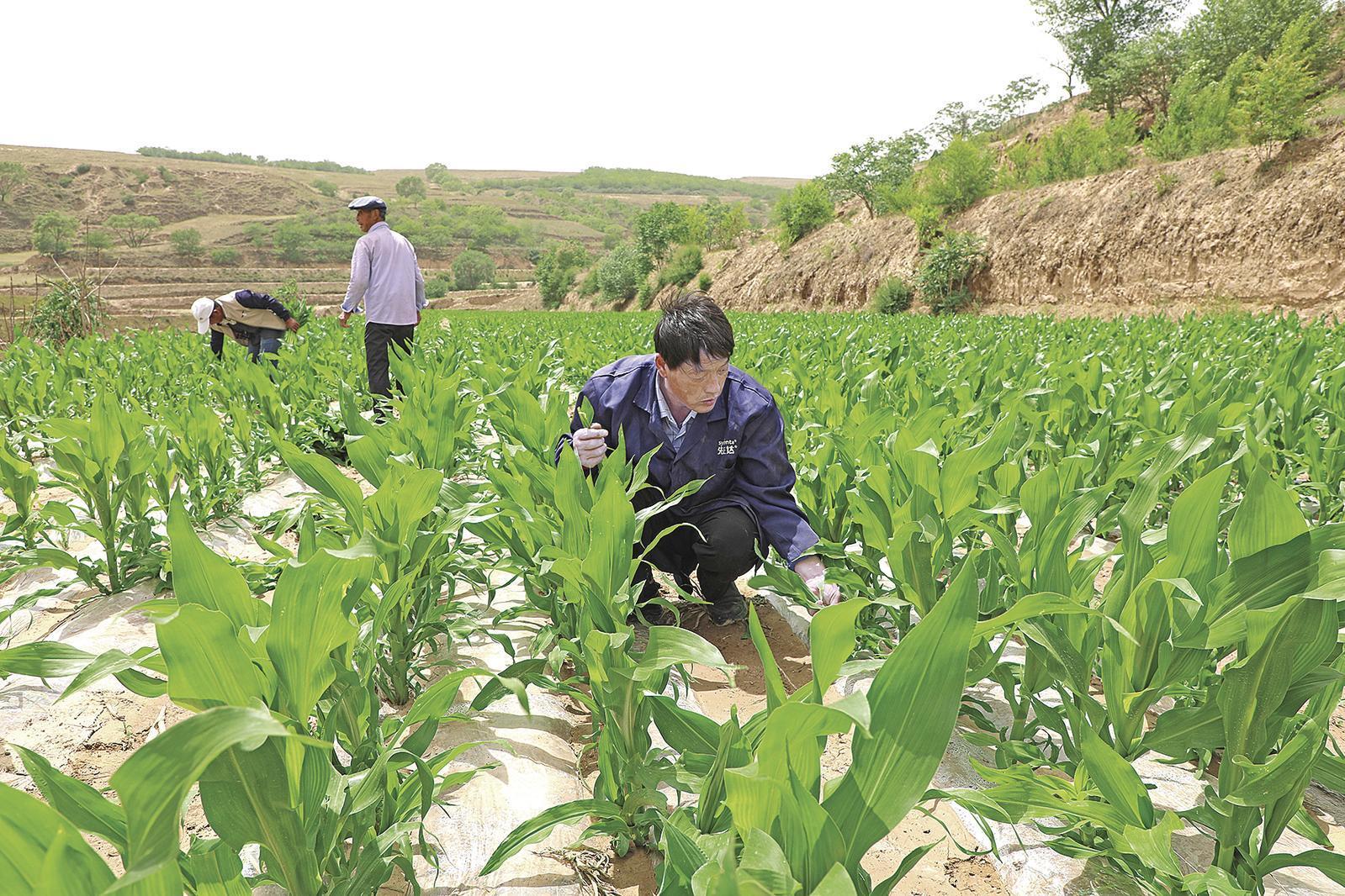 村民搶抓墑情，全力投入玉米管護(hù)、缺苗補(bǔ)種等農(nóng)事當(dāng)中