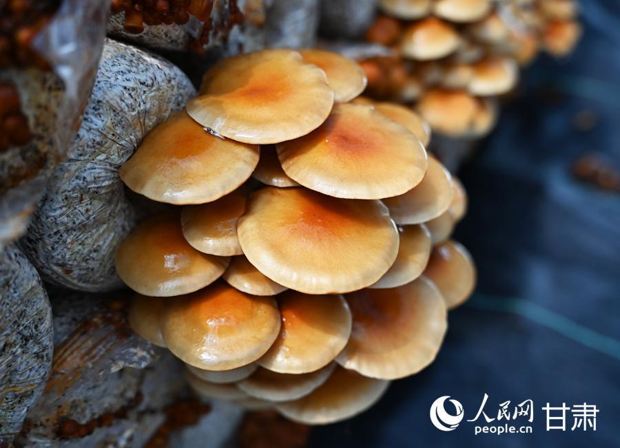 甘肅卓尼：小菌菇大產(chǎn)業(yè) 奔向好“錢景”